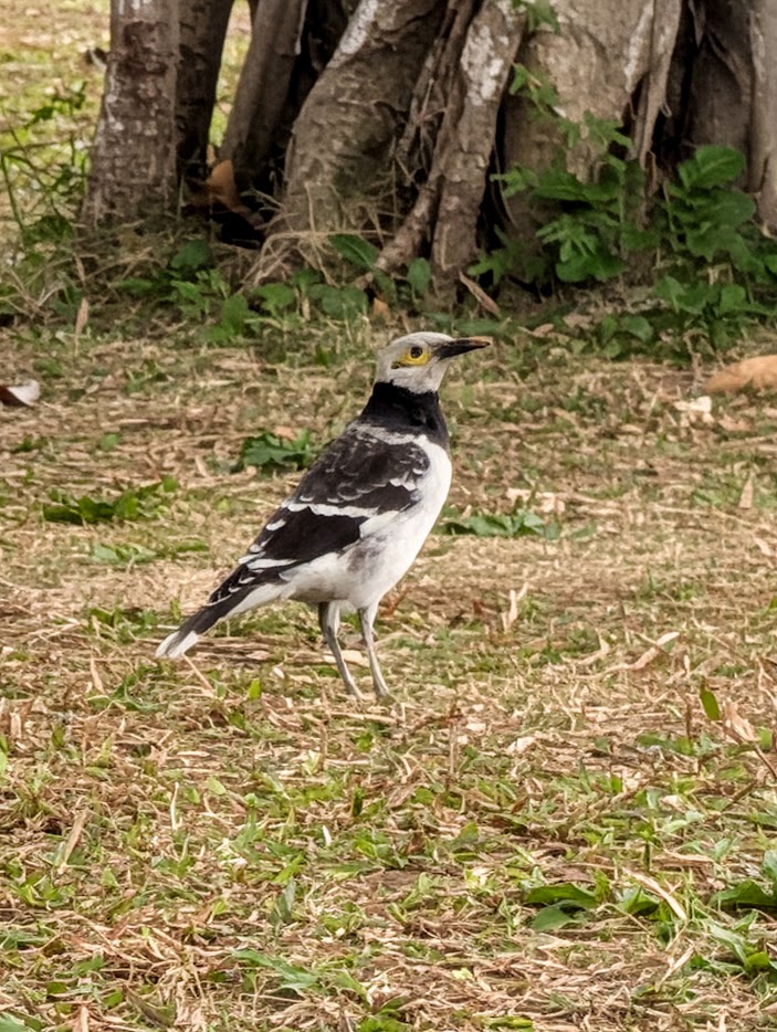 Figure 5: 虽然拍得不清，但是特征很清晰的黑领椋鸟