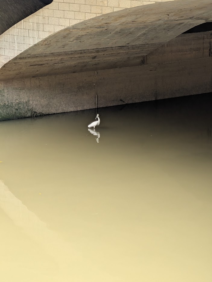 Figure 3: 小白鹭漂亮的冠羽