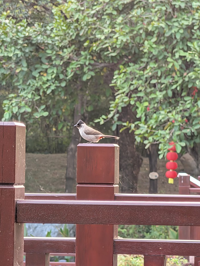 Figure 2: 白喉红臀鹎