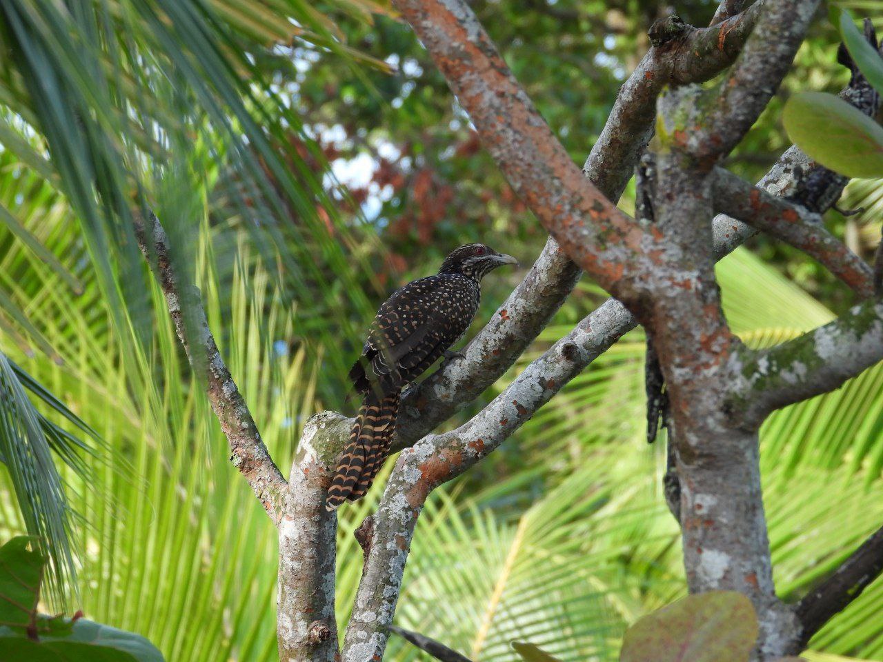Figure 13: Asian Koel — not rare, but this was my first time seeing a female