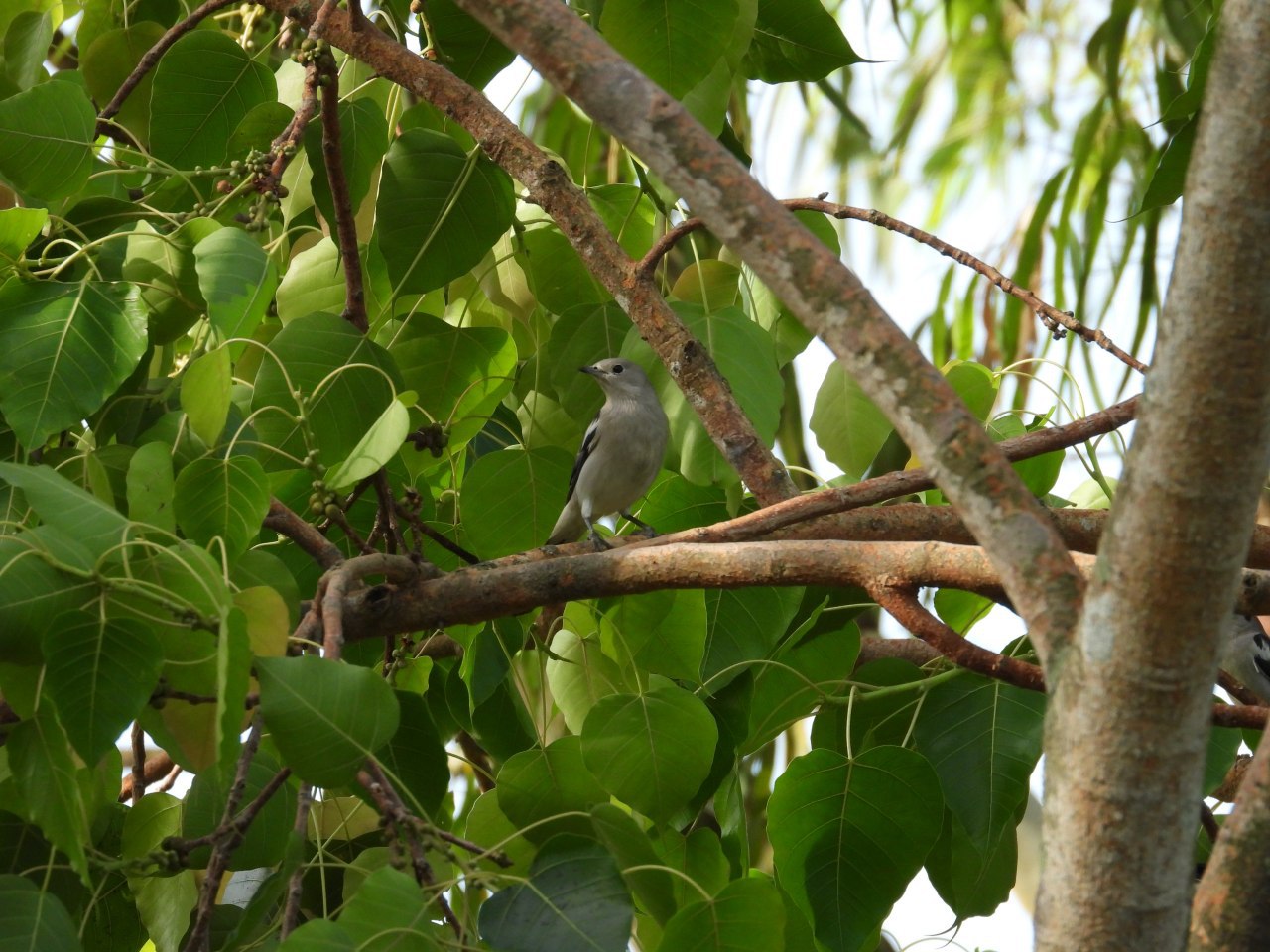 Figure 5: Oriental Darter, shot with Pixel. Overexposed, but it is what it is.