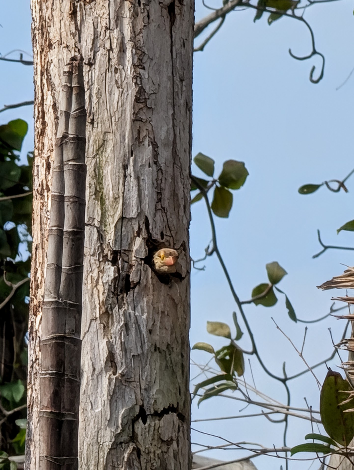 Figure 7: Lineated Barbet peeking out of its nest