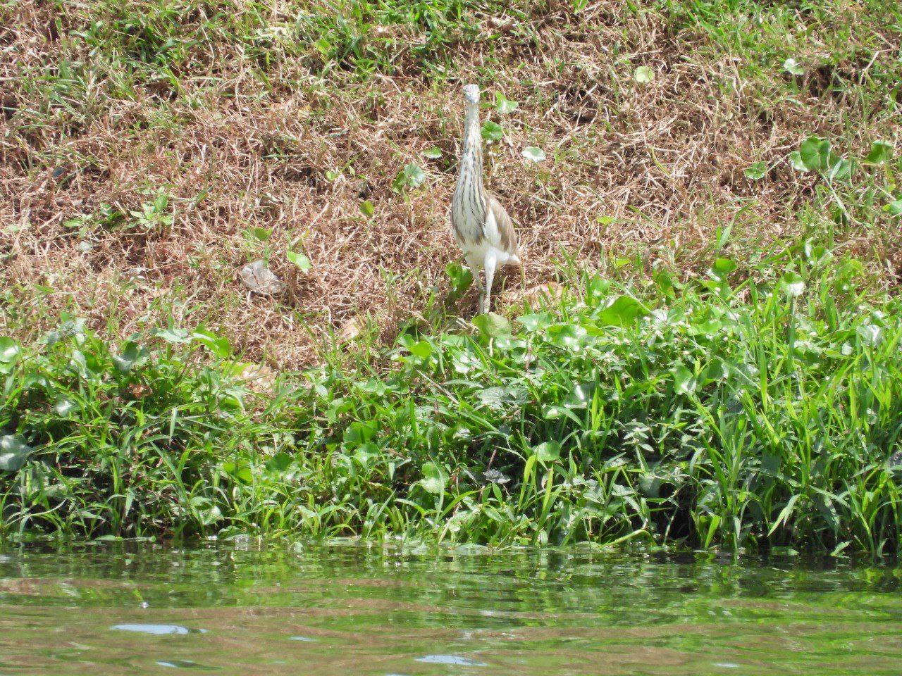 Figure 17: The same individual, now across the river