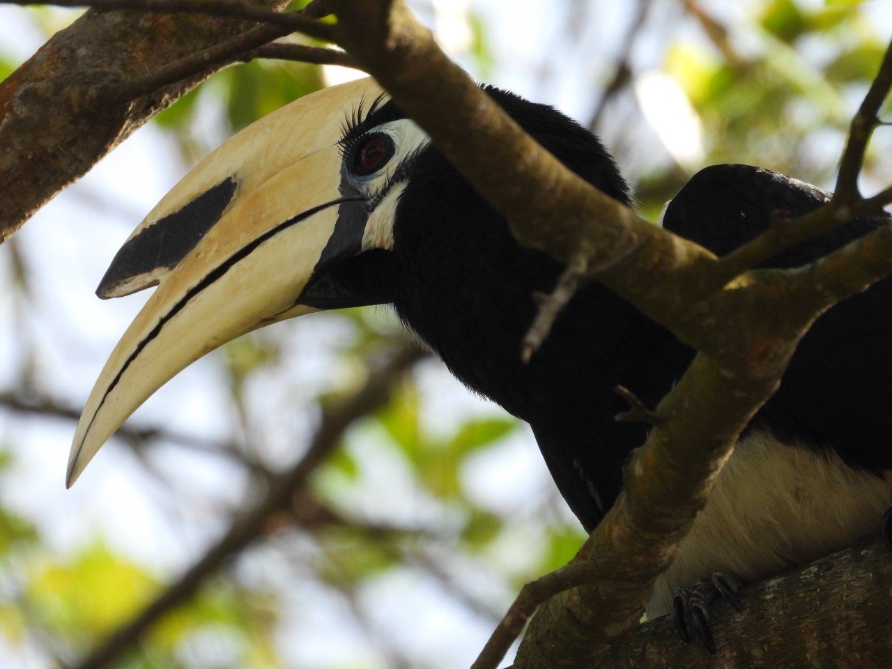 Figure 15: Oriental Pied Hornbill — not numerous but widely distributed across the island; I had never noticed their long eyelashes without a proper camera