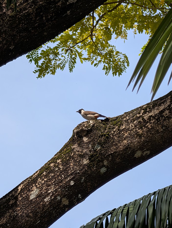 Figure 12: Making up for not photographing Sooty-headed Bulbul at Coney Island