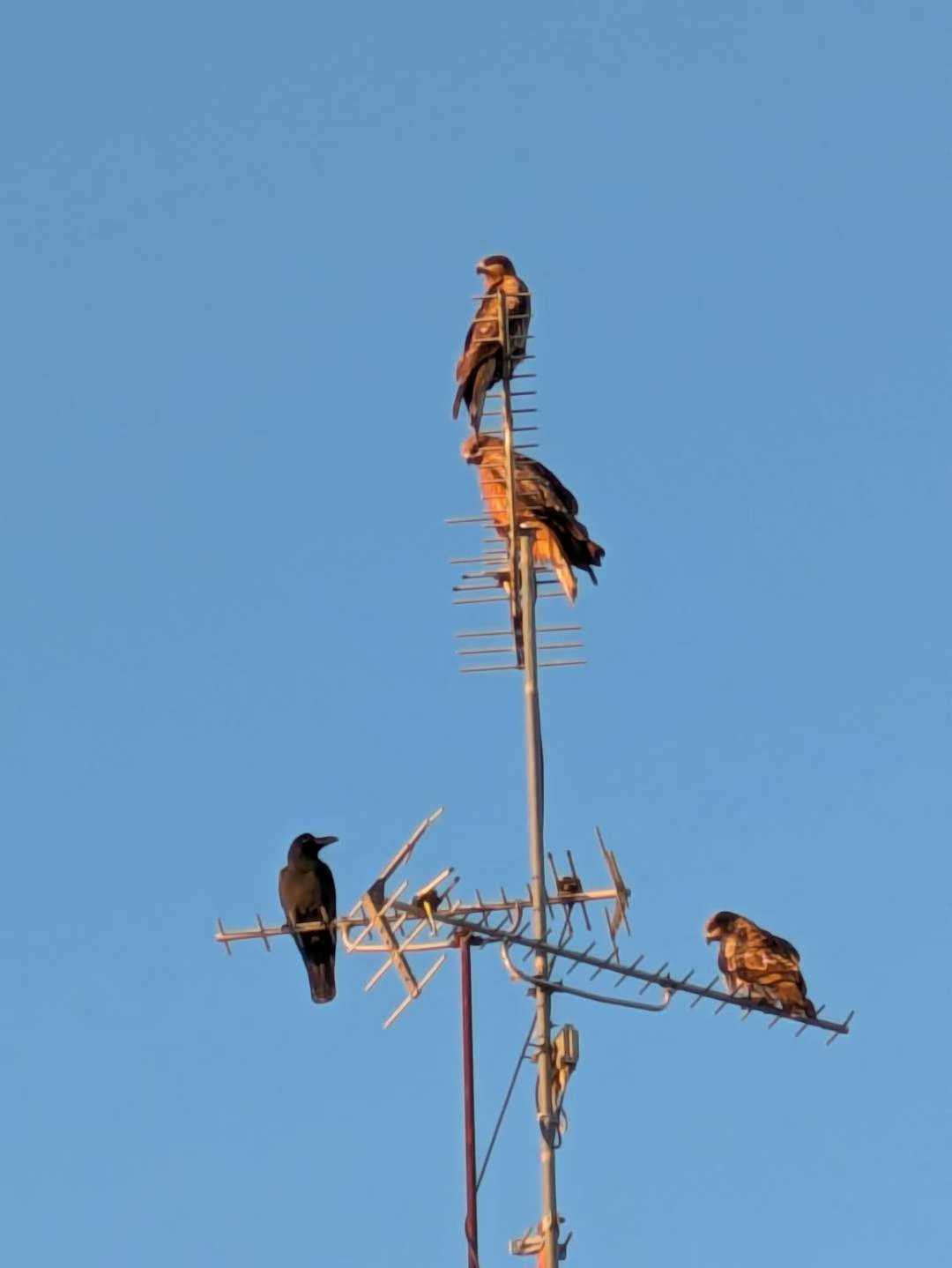 Figure 21: 跟乌鸦混在一起的黑鸢