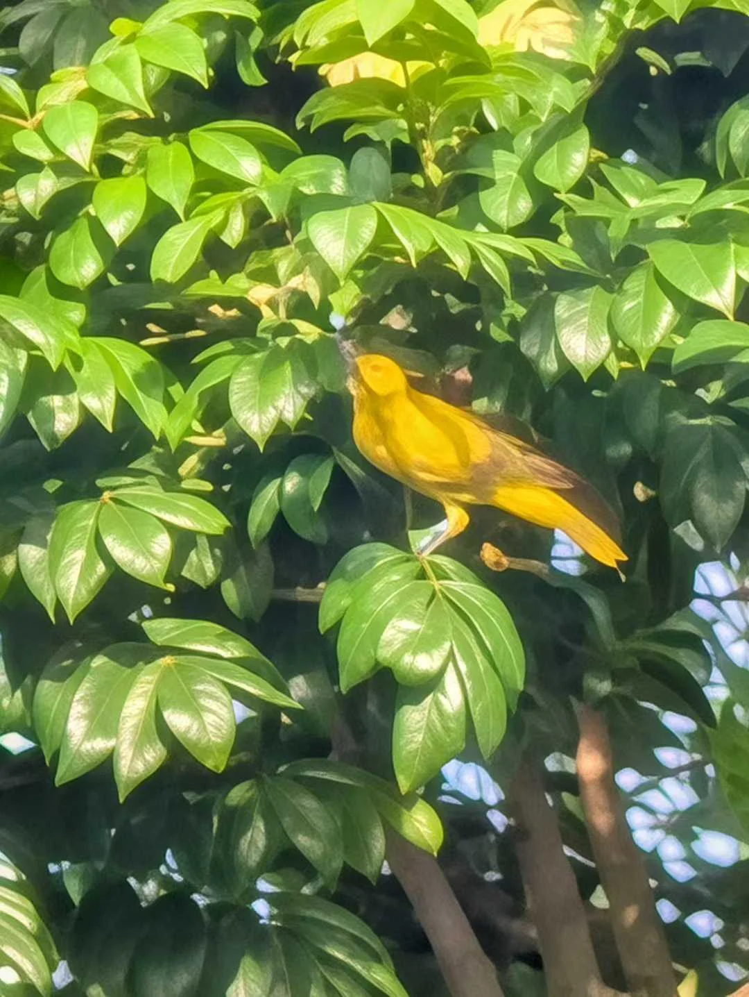 Figure 1: 这是不是就是过曝啊(Pixel)？