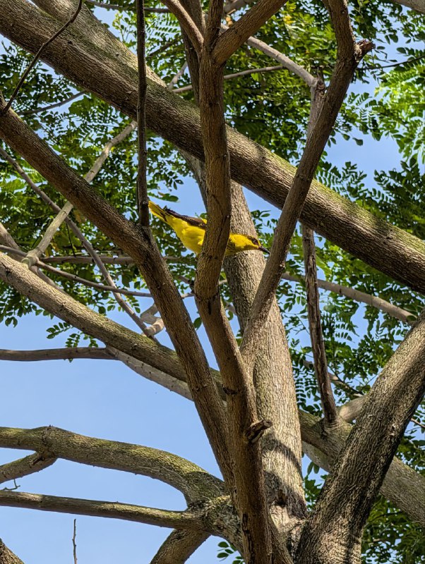 Figure 24: 隔叶黄鹂空好声(Pixel)