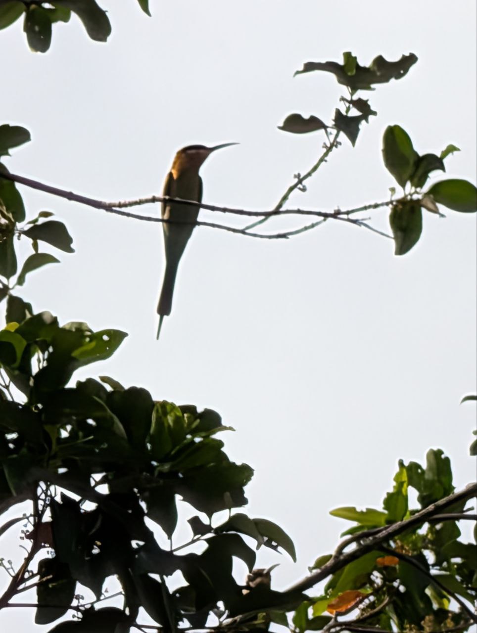 Figure 13: 尾巴看起来不蓝，喉部的颜色也看不清(Pixel)