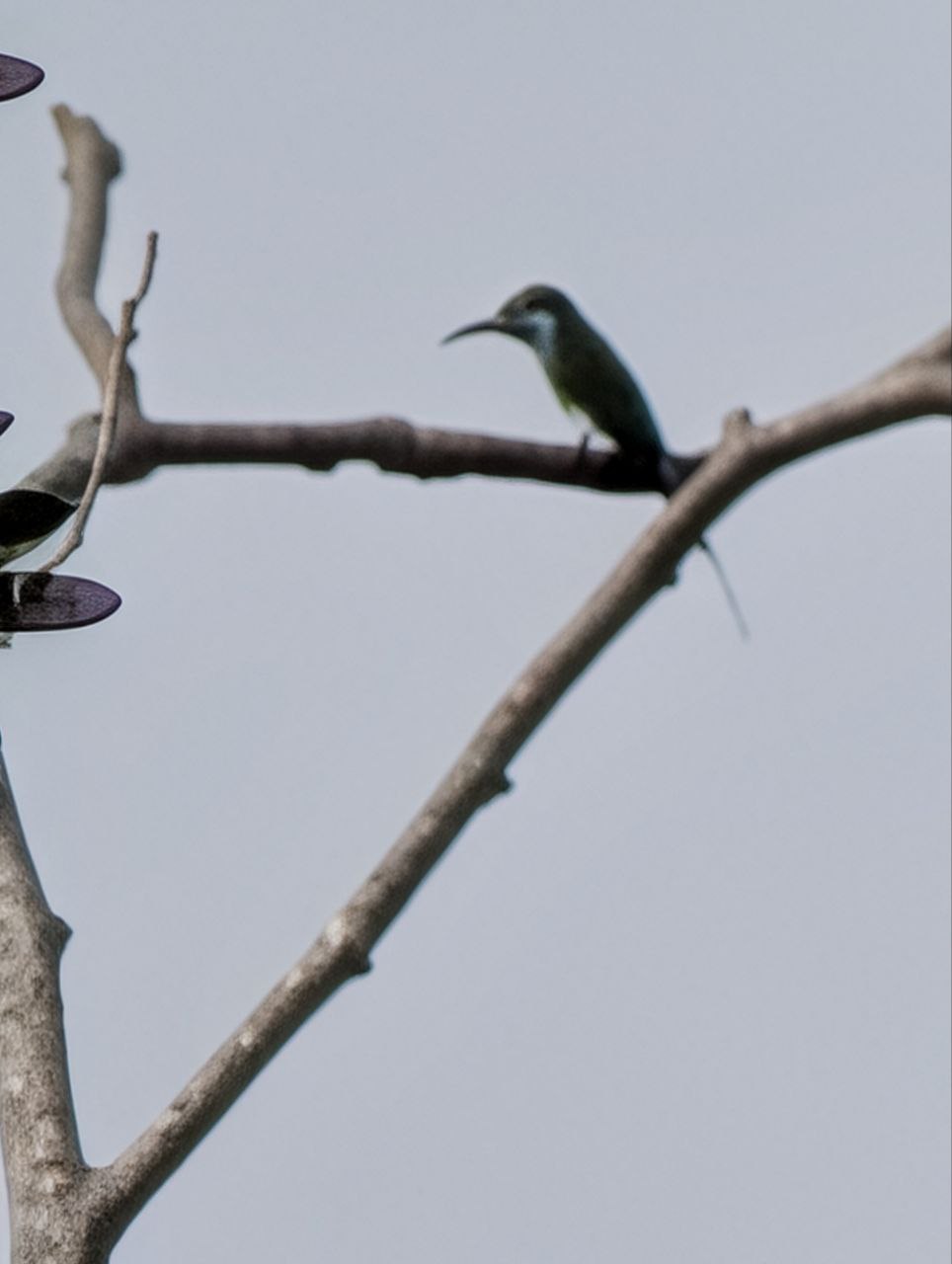 Figure 9: 这蓝喉蜂虎糊得有点过分了(Pixel)