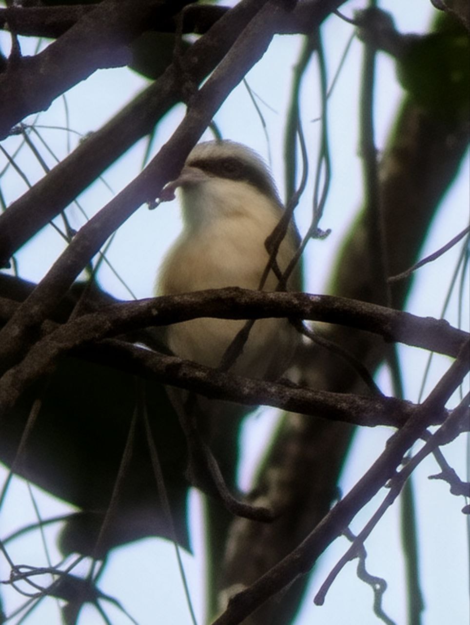 Figure 8: 伯劳那个钩嘴被灌木挡住了，恨！(Pixel)