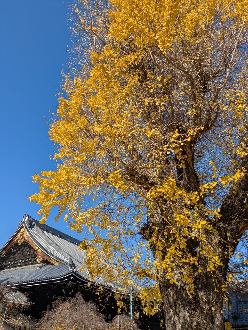 Figure 27: 佛光寺内的银杏