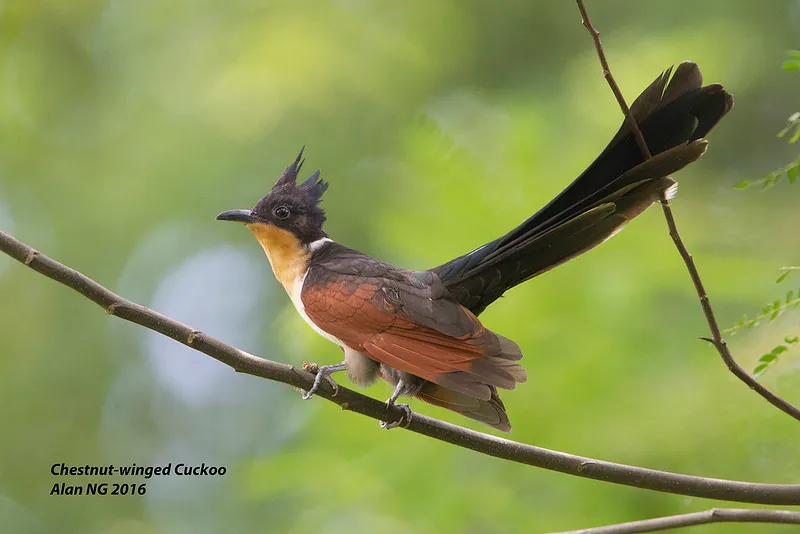 Figure 18: 红翅凤头鹃，图片来源： https://singaporebirds.com/species/chestnut-winged-cuckoo/