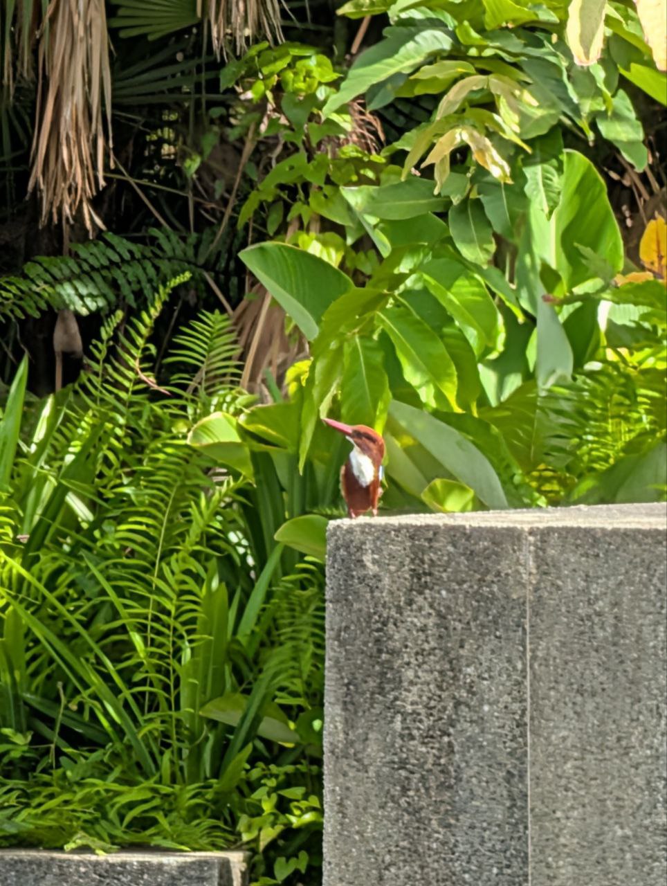 Figure 21: 白领翡翠(Pixel)