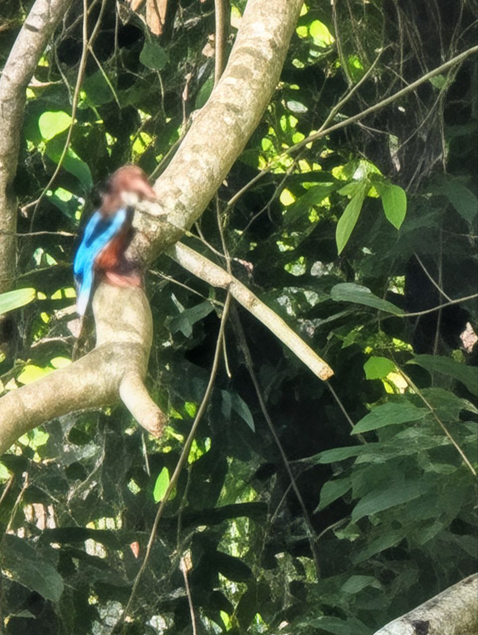 Figure 11: 所以说要有好照片，一靠光线二别抖(Pixel)