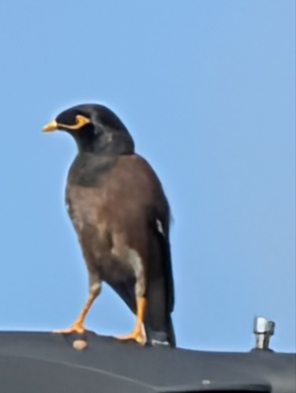Figure 20: Common Myna 现在也不怎么 Common 了，我来新加坡那么久也就见着两回(Pixel)