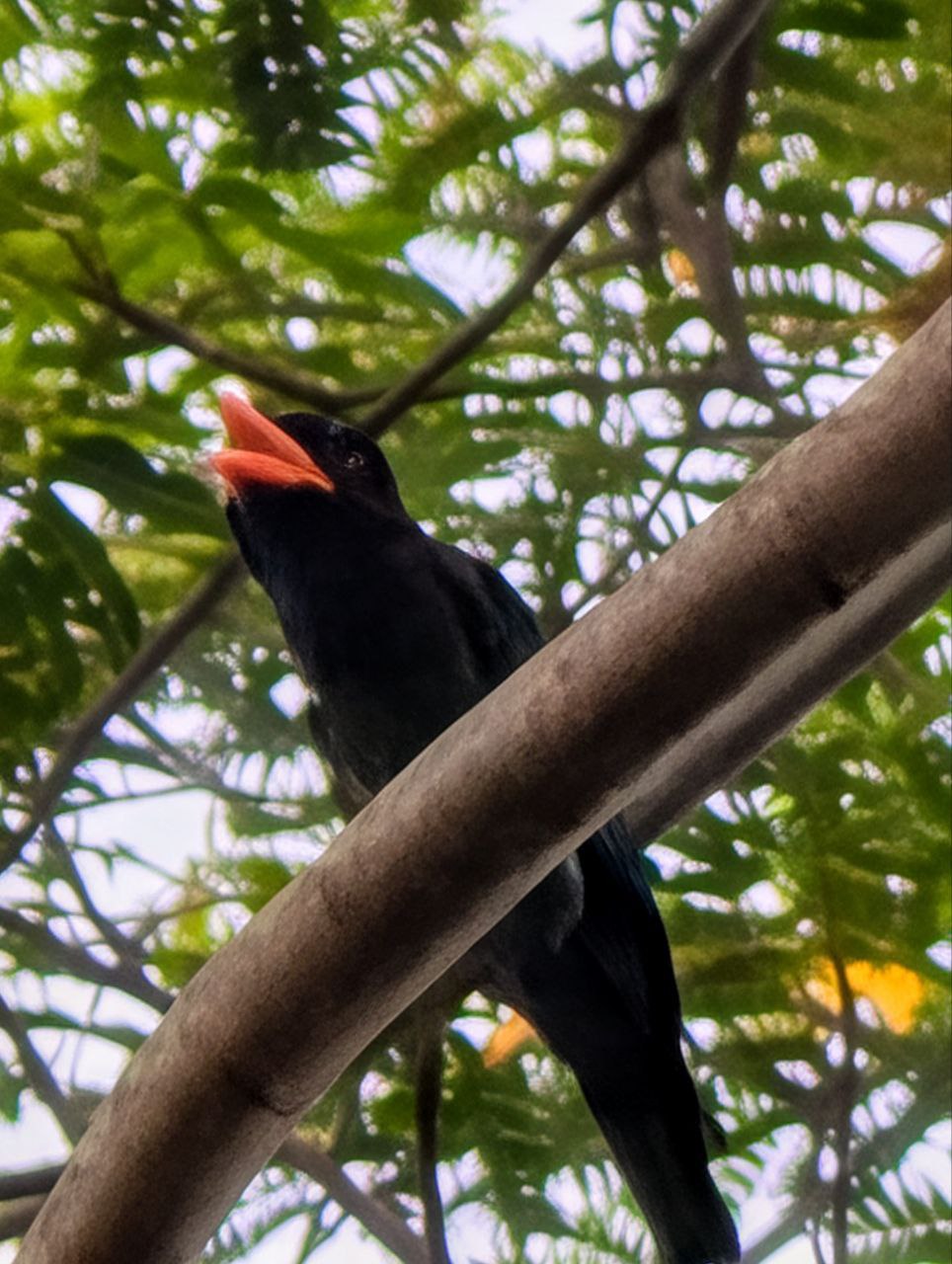 Figure 10: 我觉得真的更像翠金鹃，因为三宝鸟的嘴更像钩子，但拍得这么糊，没办法了(Pixel)