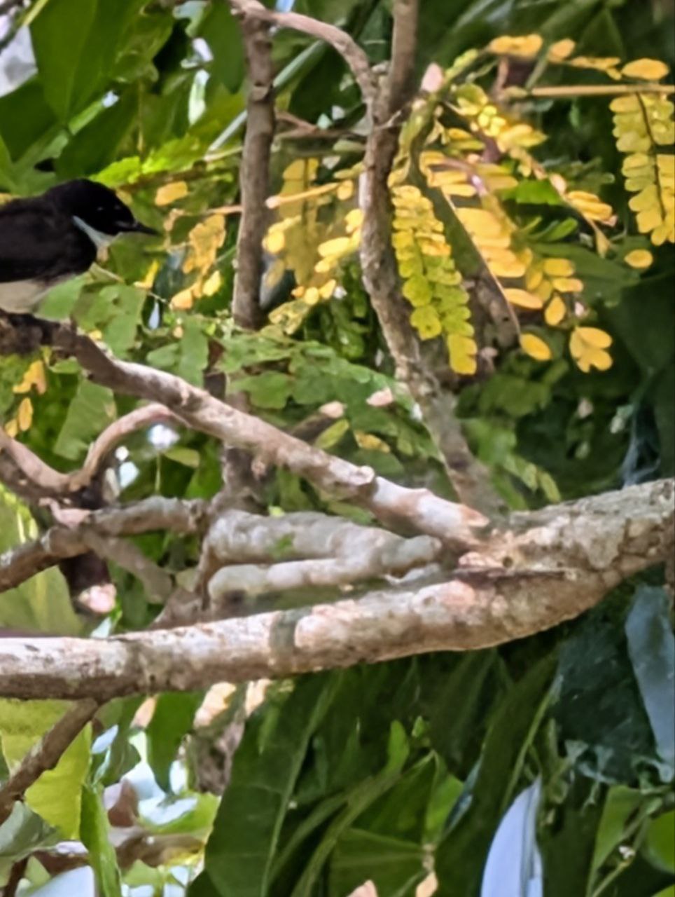 Figure 28: 虽然最重要的扇尾没拍到，但是脖子这白环跟白色胸部也很突出了(Pixel)