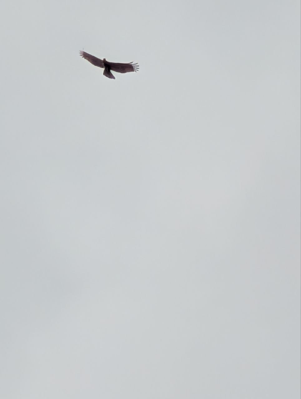 Figure 19: 翅膀末端是白色的，会是凤头蜂鹰吗？(Pixel)