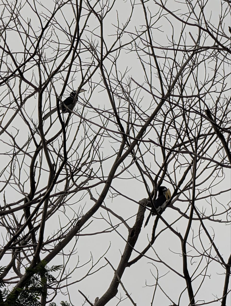 Figure 5: 冠斑犀鸟(Pixel)