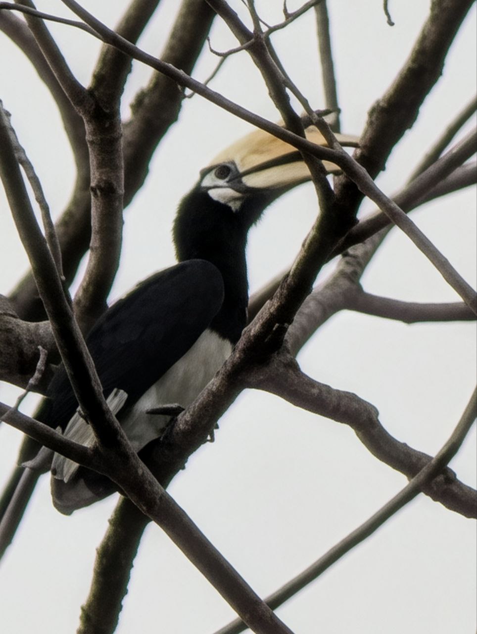 Figure 6: 这张算法补得有点夸张了，脖子上都补出绒毛了(Pixel)