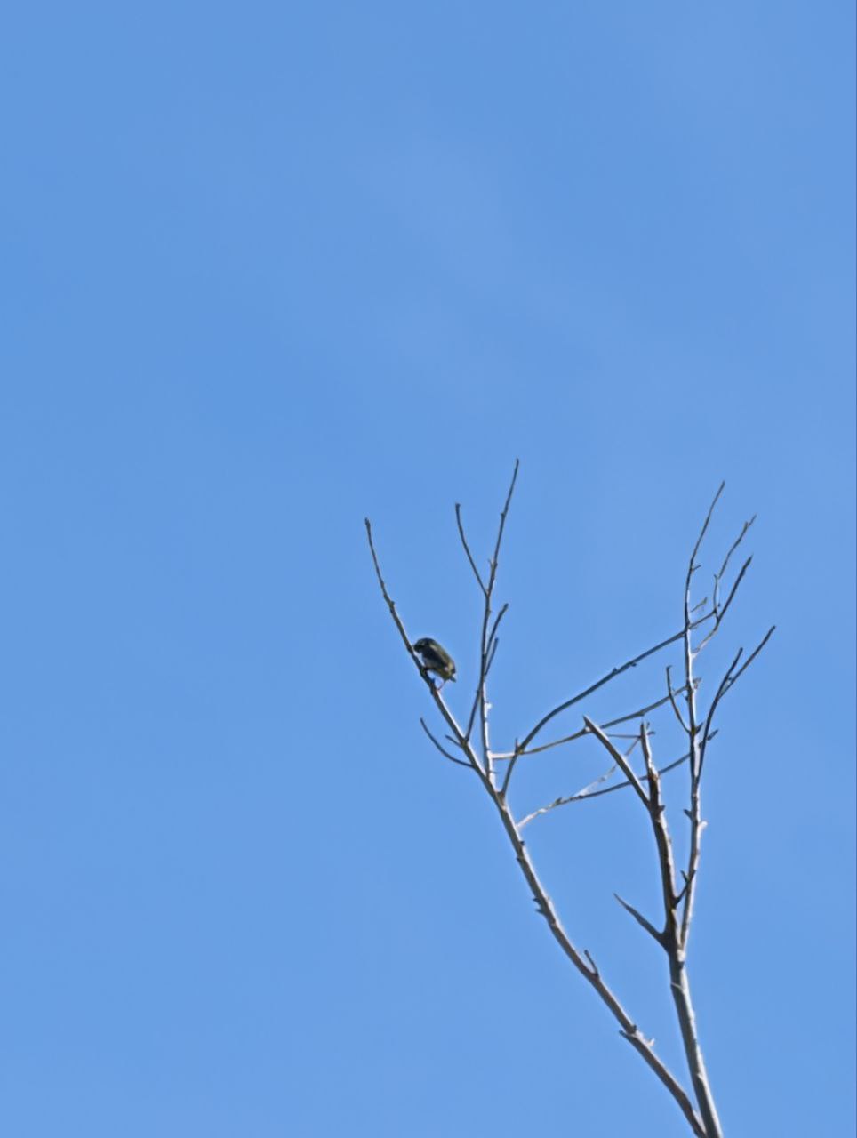 Figure 15: 丫站那么高，我也没办法(Pixel)