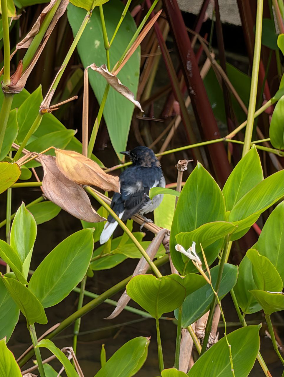 Figure 22: 鹊鸲(Pixel)