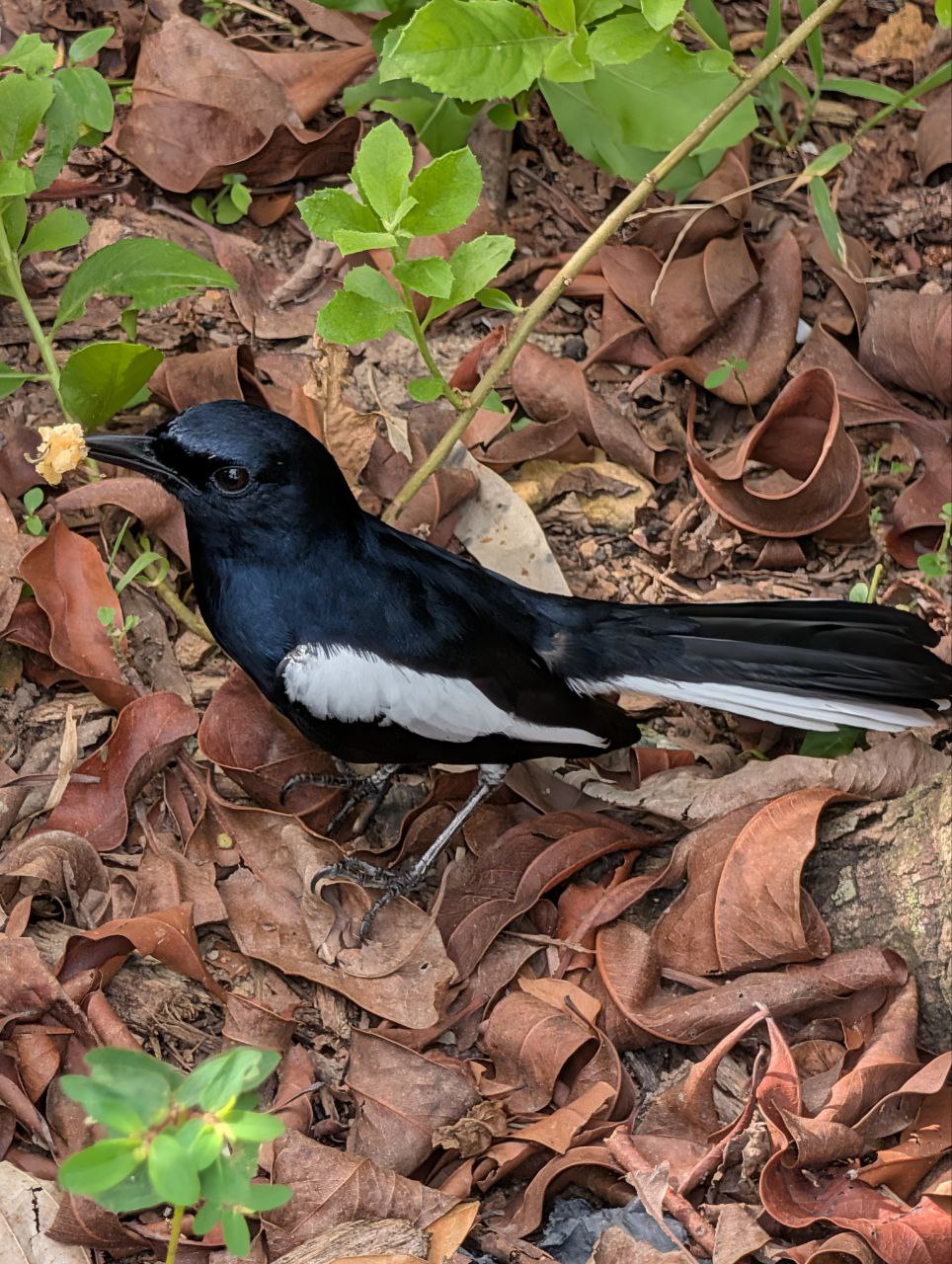 Figure 26: 高清鹊鸲(Pixel)