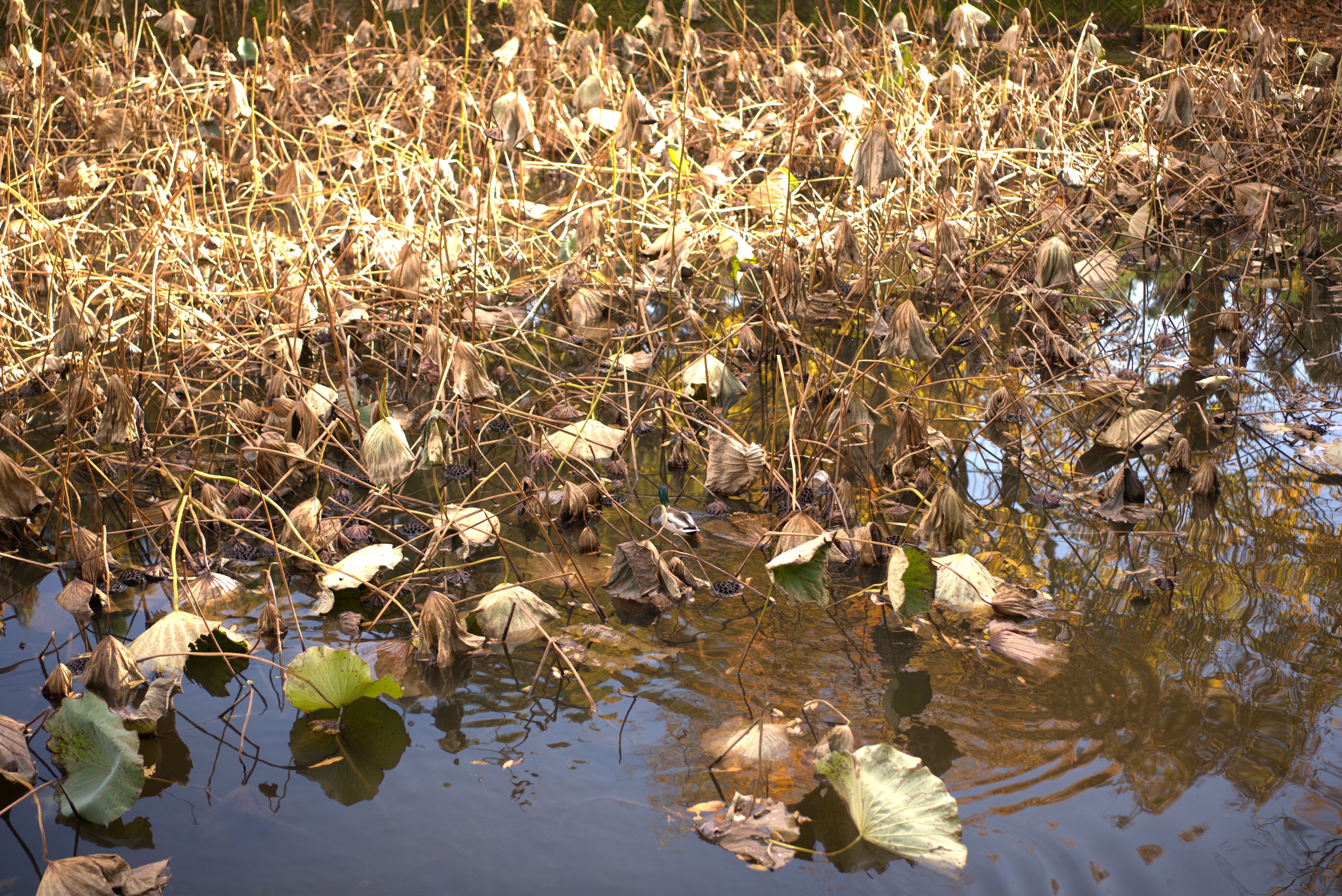 Figure 10: 绿头鸭