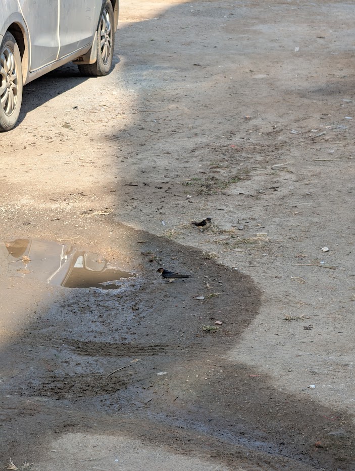 Figure 2: 非常大胆,跟家燕,还有新加坡常见的 Swift 非常不同