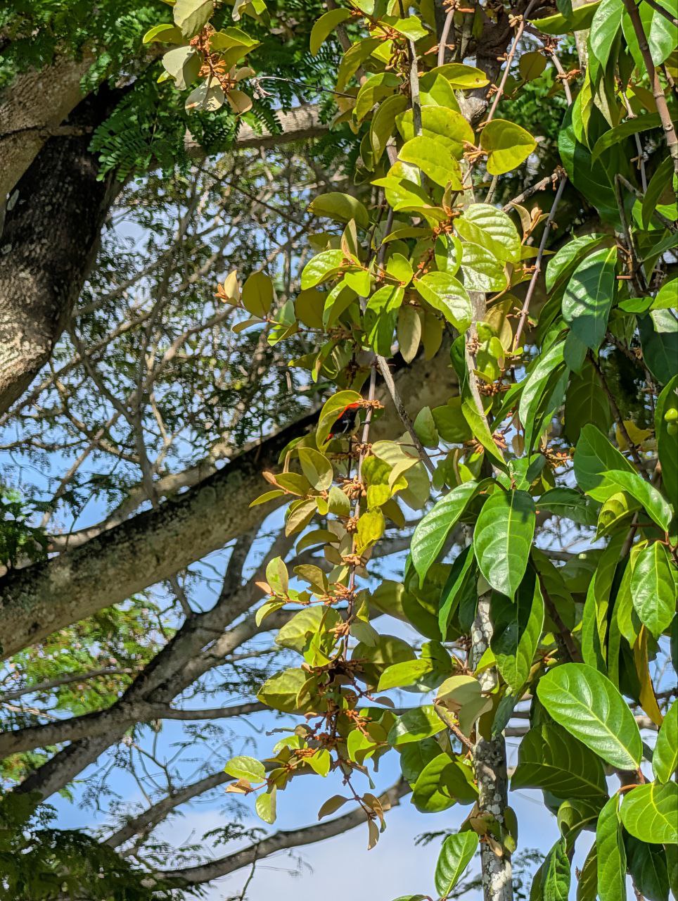 Figure 16: 朱背啄花鸟，真的很漂亮(Pixel)