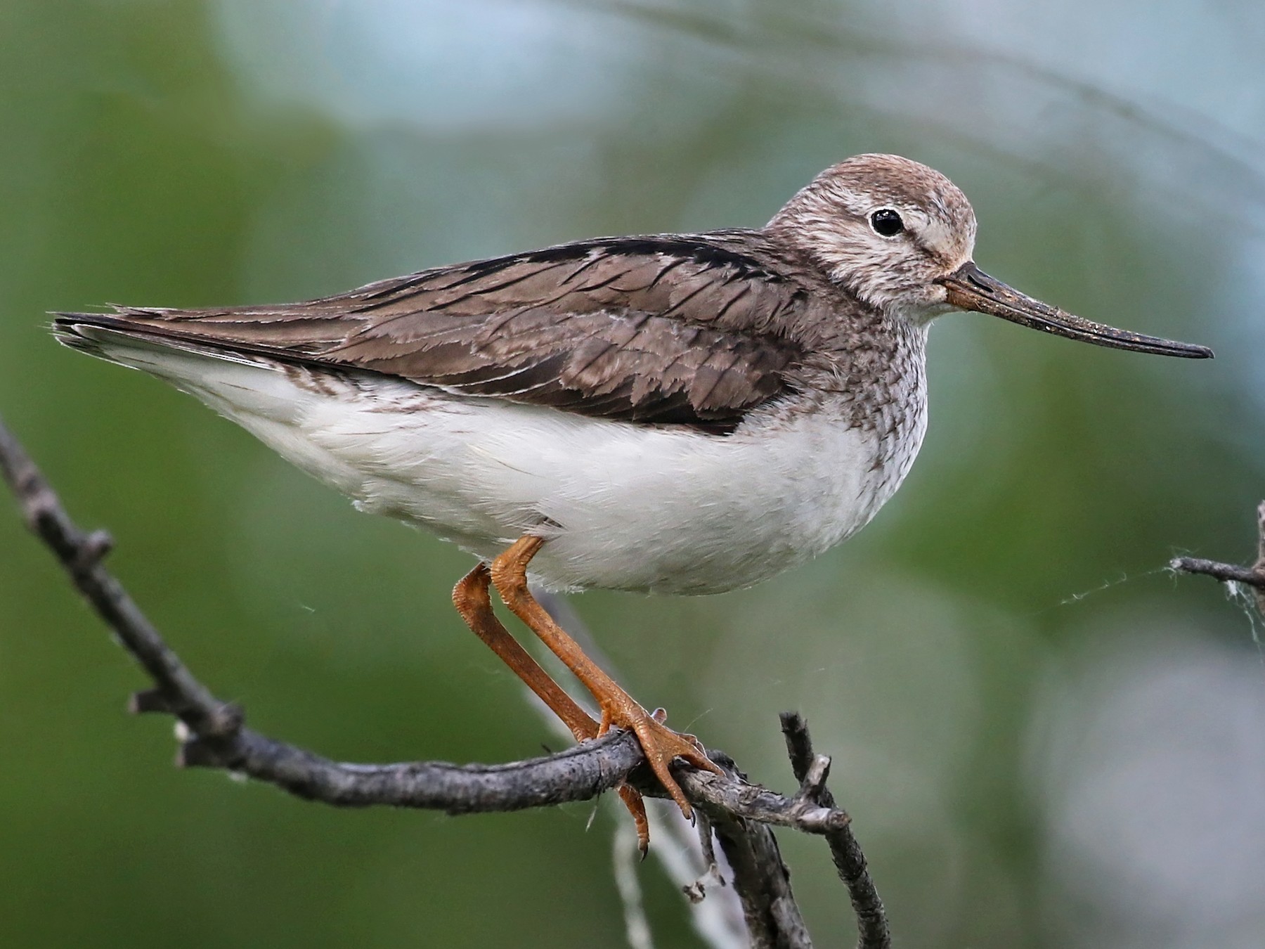 Figure 12: 反嘴鹬