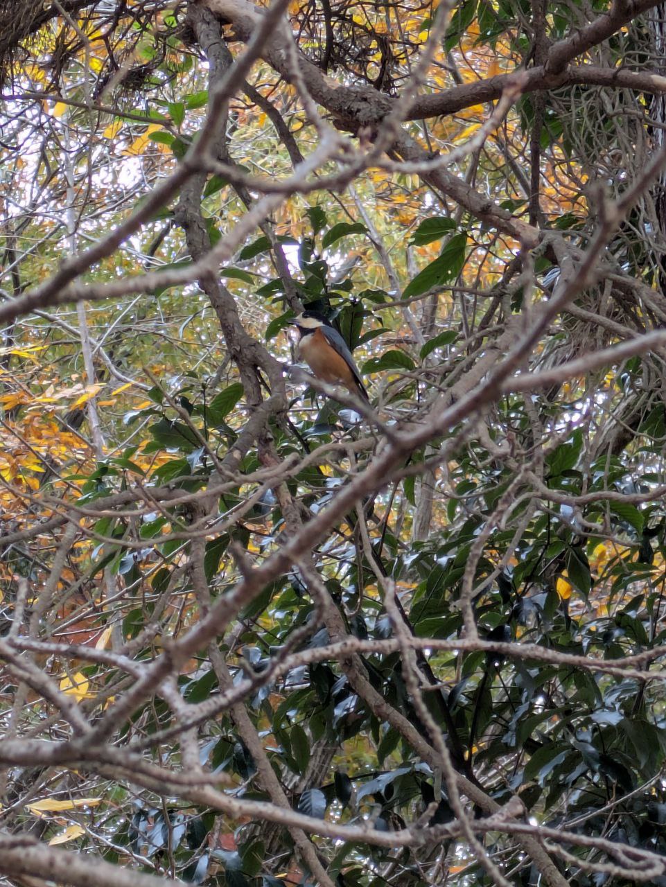 Figure 42: 我痛恨 Pixel 7a 孱弱的镜头