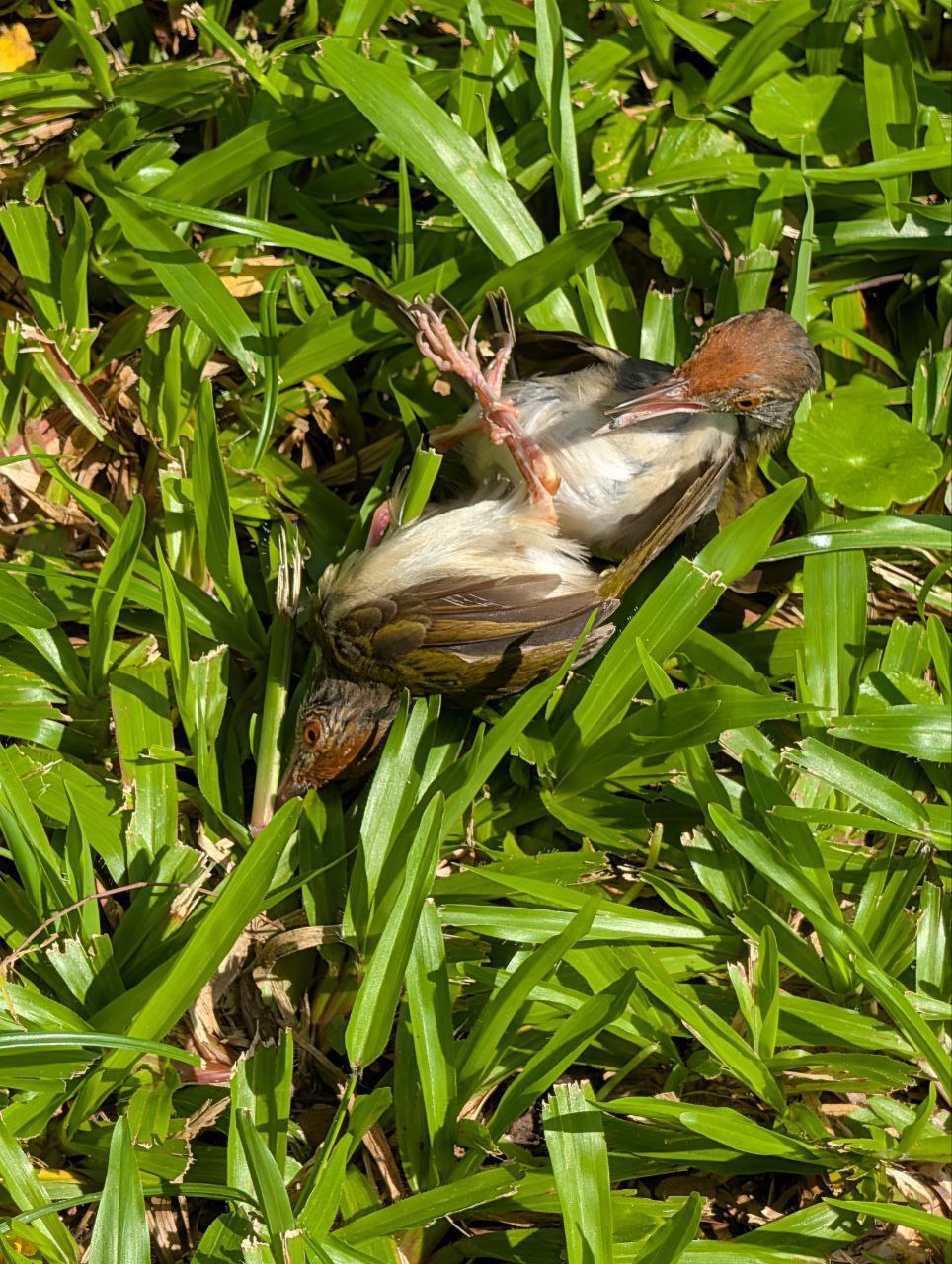 Figure 17: 有认识的朋友给说说吗？(Pixel)