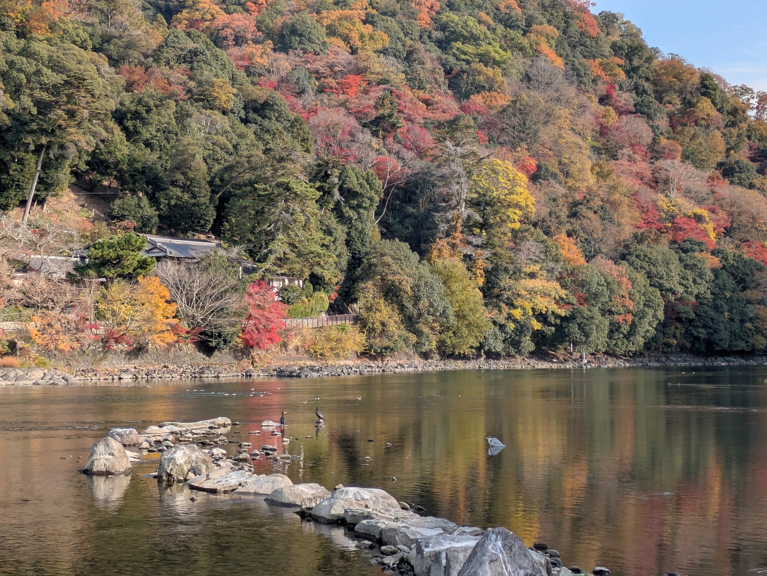 Figure 38: 宇治岛角看到鸬鹚、苍鹭和鸭子，鸭子实在看不清，我尽力了